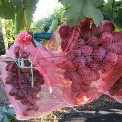 Мешочки для защиты винограда 18х34 с завязками 25шт.