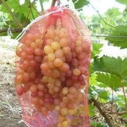 Мешочки для защиты винограда 18х34 с завязками 25шт.